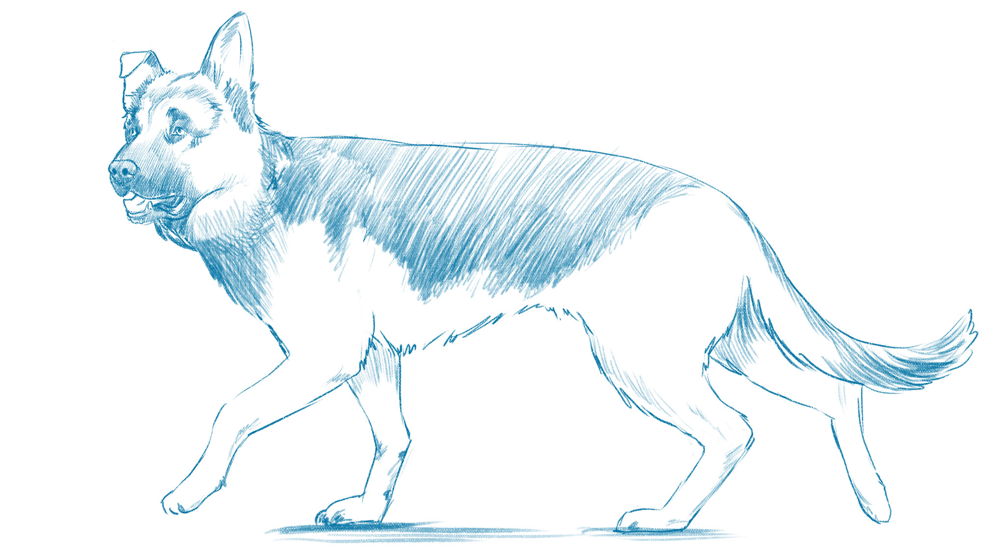 From Sketch To Masterpiece: Learn How To Draw A Dog In Just A Few Steps