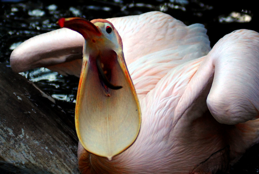 Unraveling The Mystery: How Does Sancho Know So Much About The Portable Pelican?