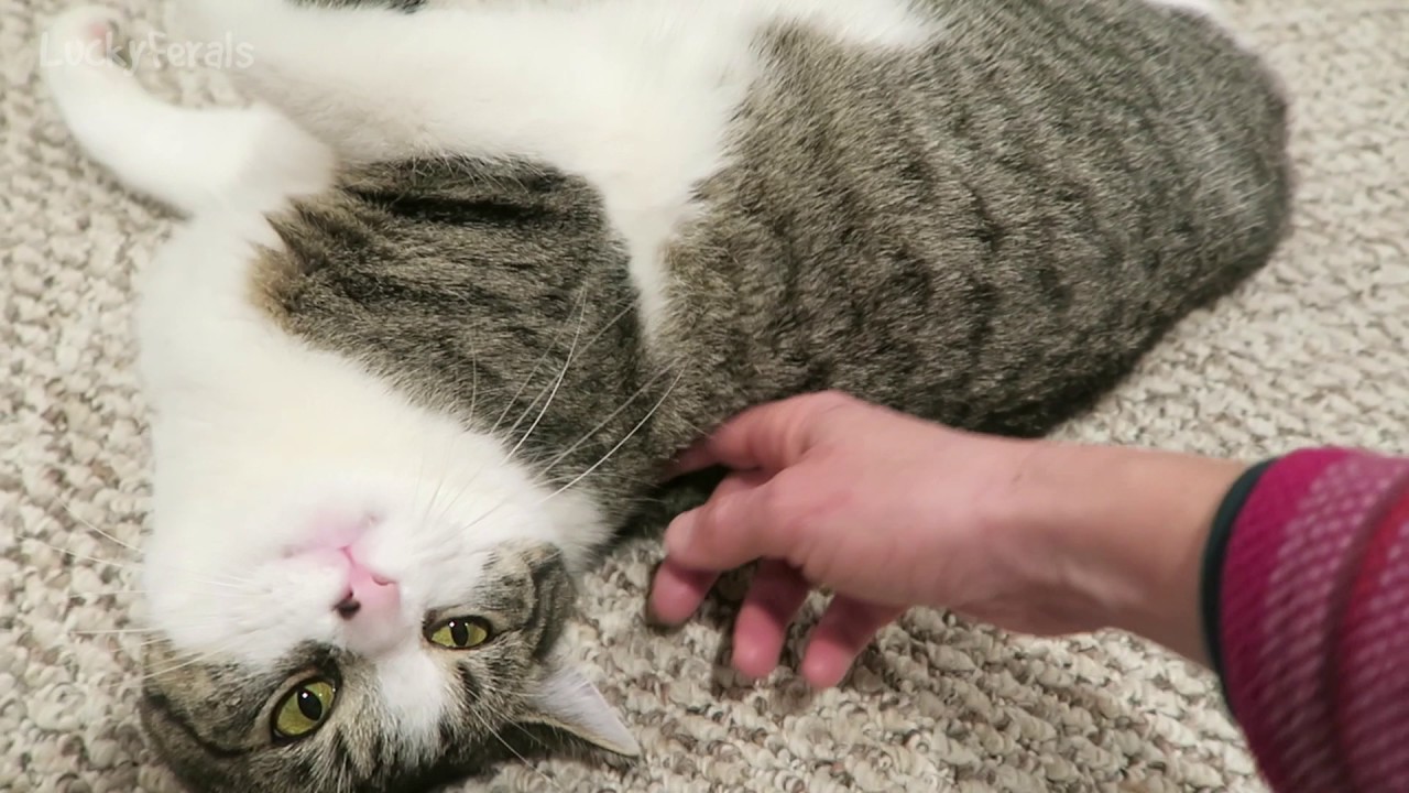 Cracking The Code: Understanding How Often Cats Go Into Heat