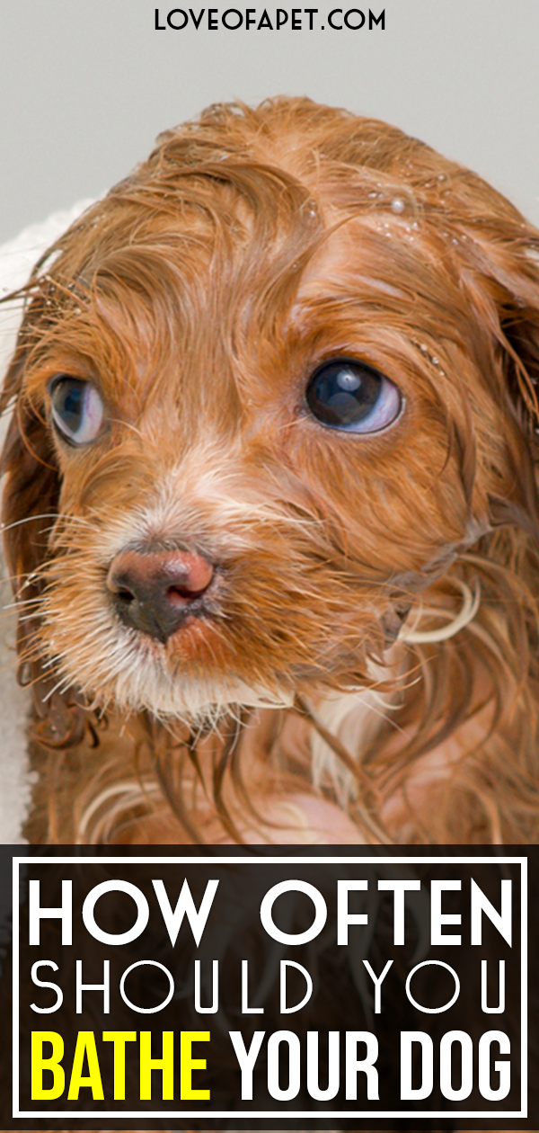 The Dos And Don'ts Of Bathing Your Dog: How Often Should You Wash Them?