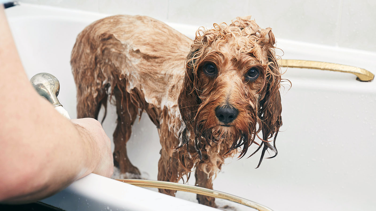 How Often Can You Bathe A Puppy: A Guide For Pet Owners