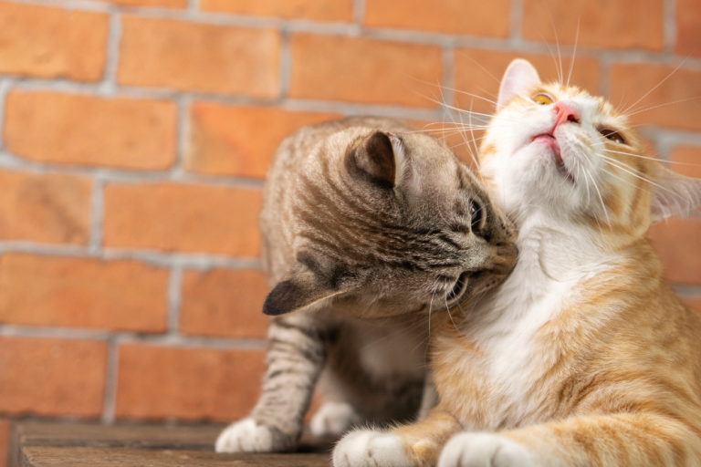 How Often Do Cats Go Into Heat? Understanding The Feline Heat Cycle