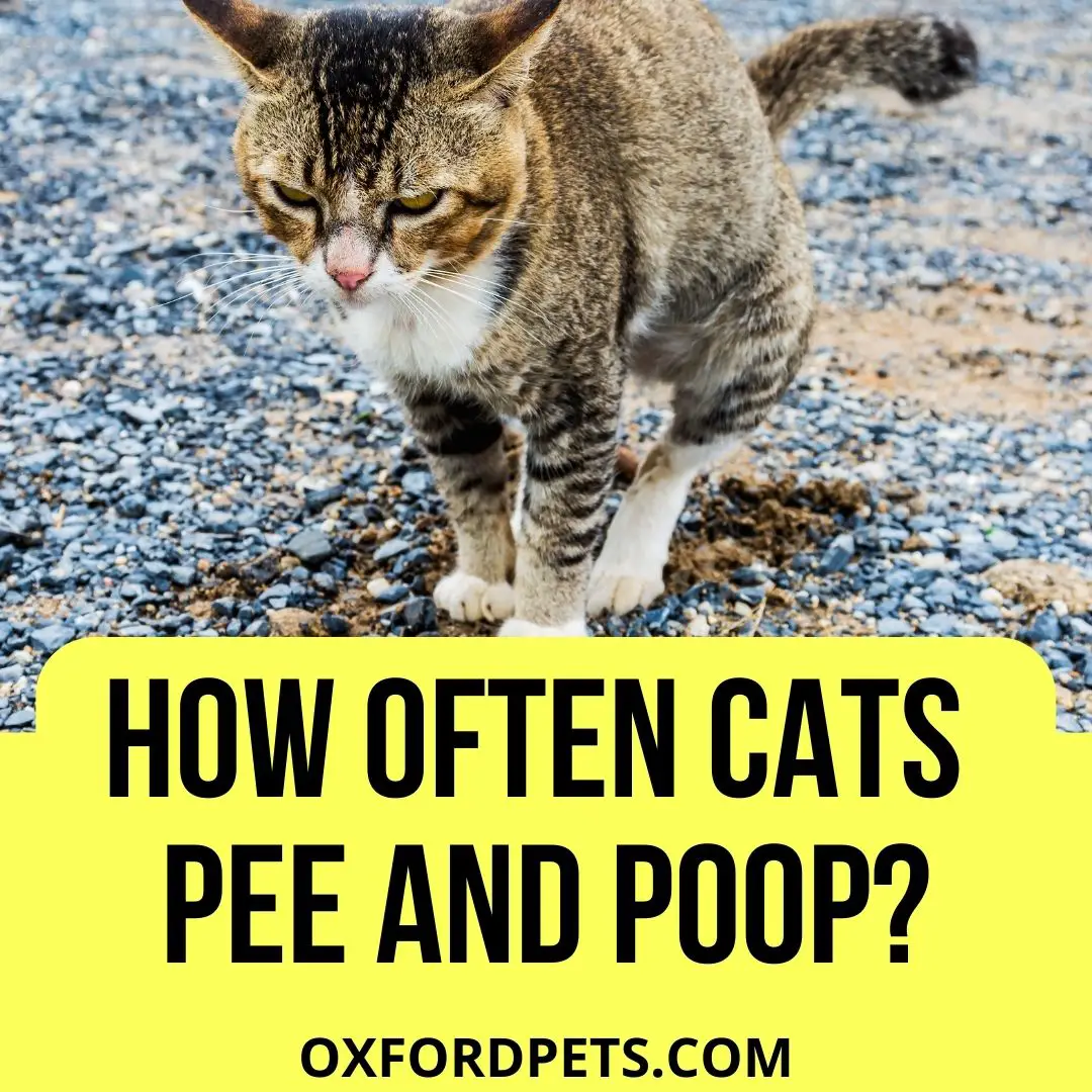 Potty Talk: Demystifying How Often Cats Poop And Pee
