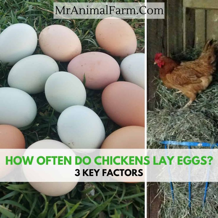 Discover The Fascinating Facts: How Often Do Chickens Lay Eggs?