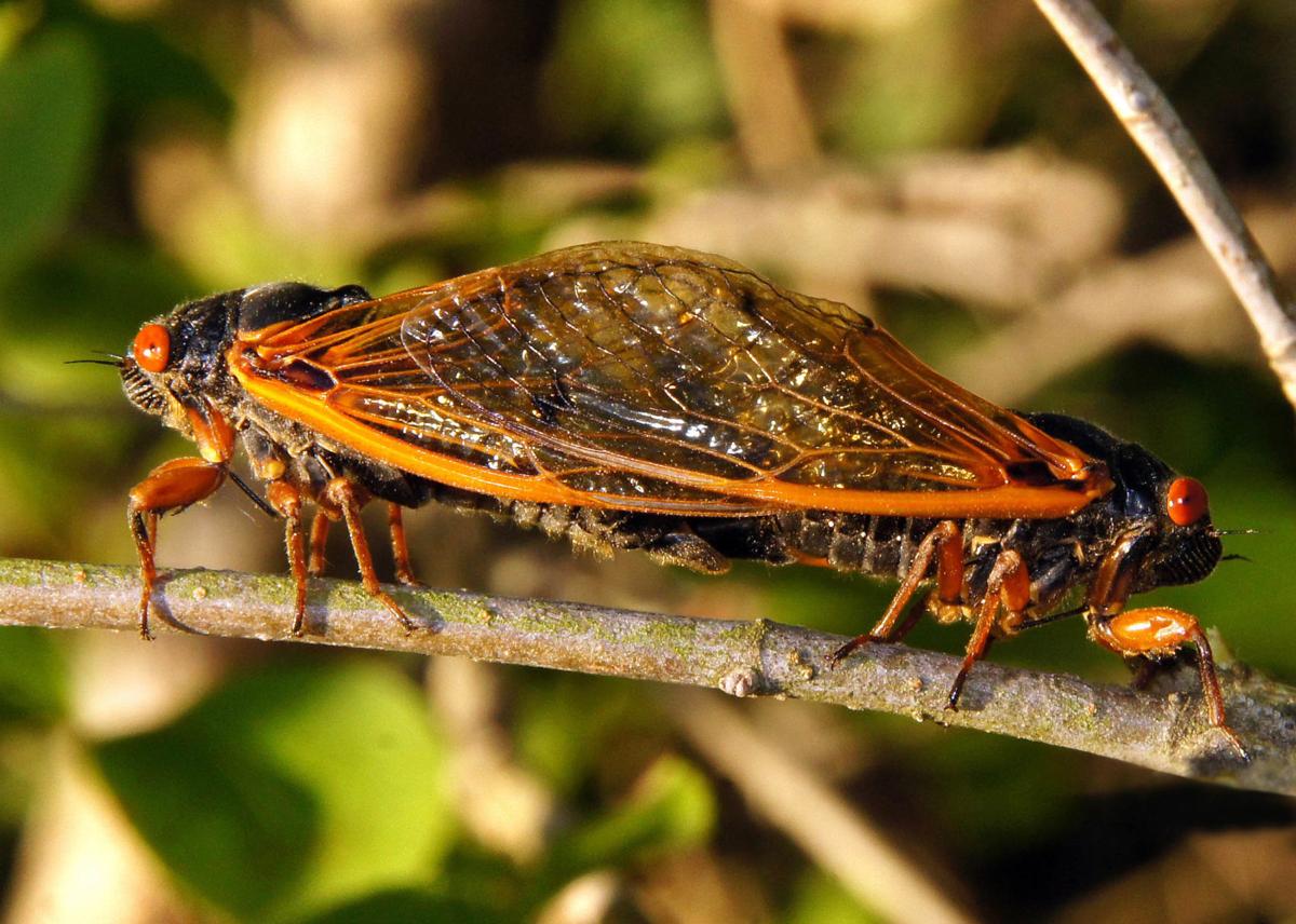 Breaking The Silence: The Truth About Cicada Emergence Frequency