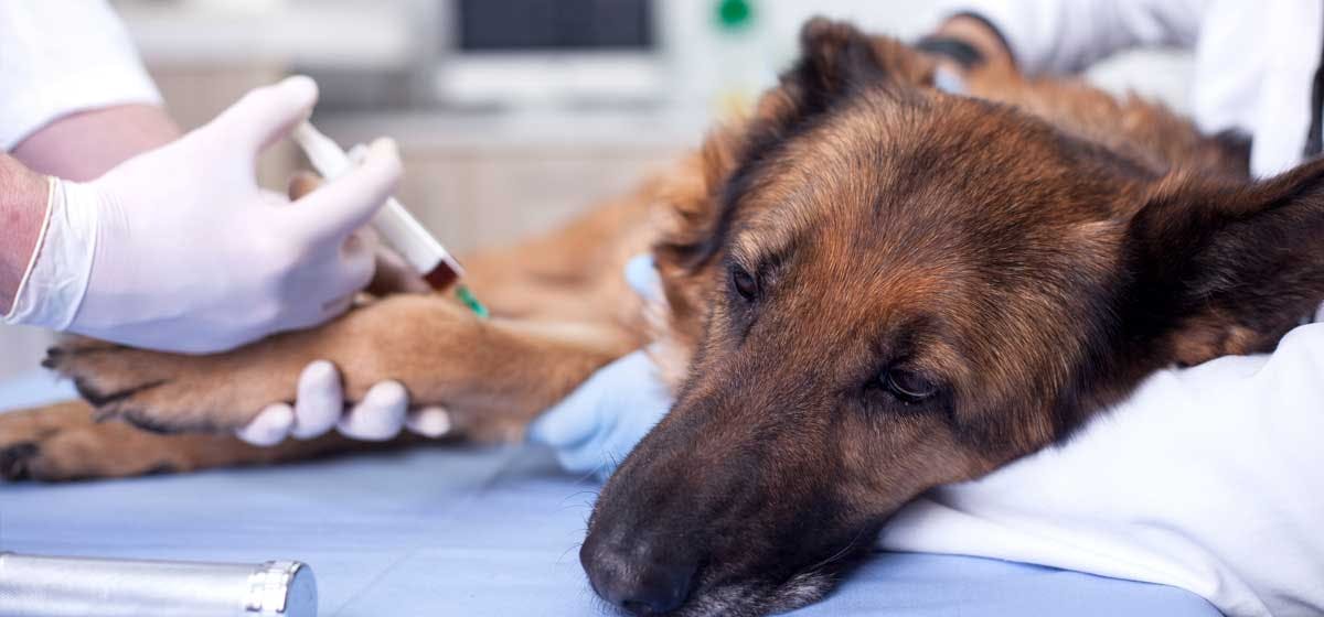 how often do dogs get rabies shots