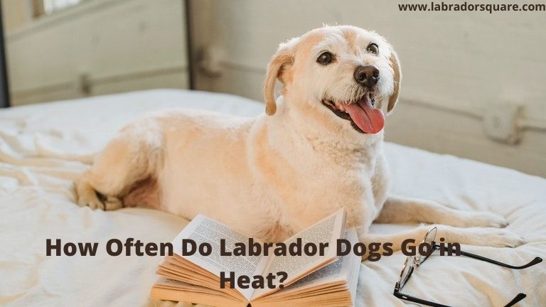 The Truth About Dog Heat Cycles: How Often Do They Occur?