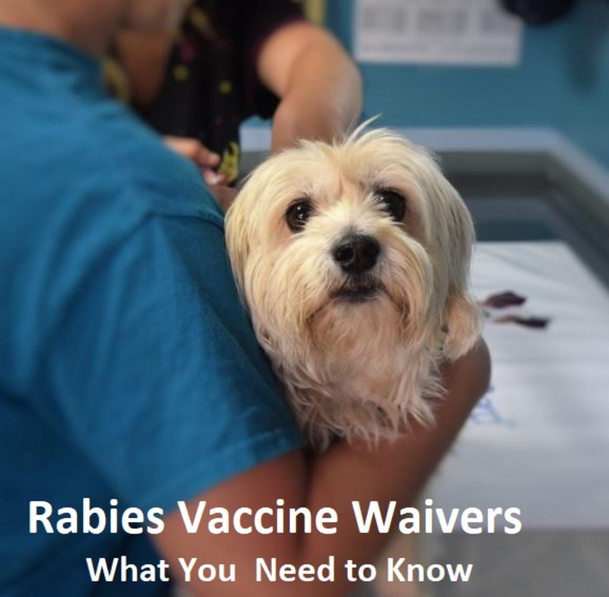 Stay Up-to-Date On Your Pet's Health: How Often Do Dogs Need A Rabies Vaccine?