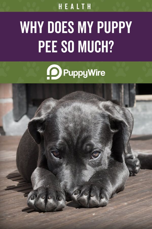 how often do dogs need to pee