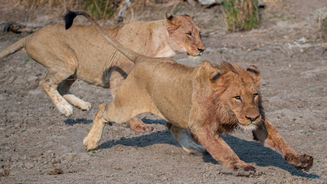 The Lion's Meal Plan: Unveiling How Often They Eat And What They Choose To Feast On