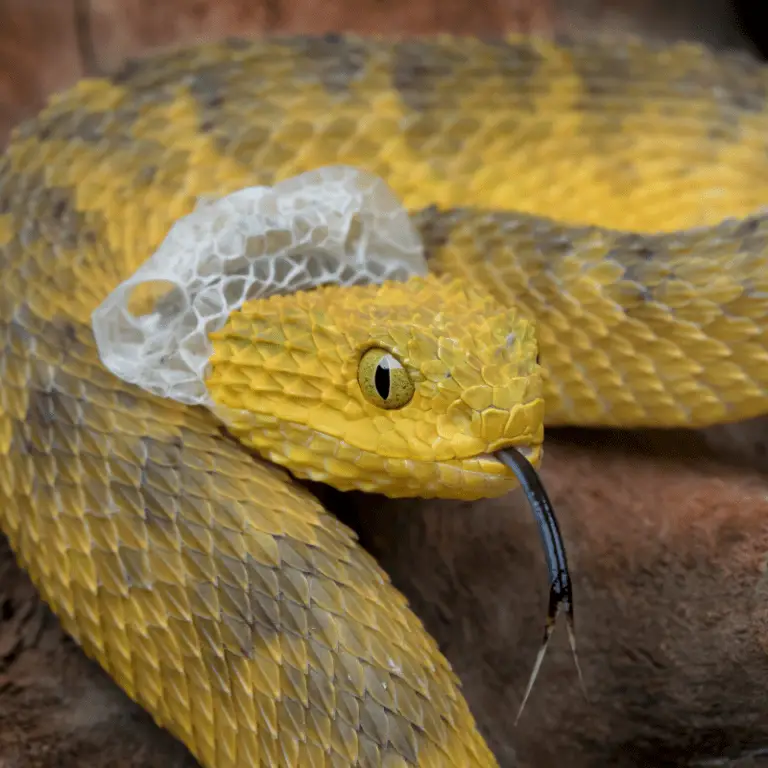 "Uncovering The Facts: How Often Do Snakes Shed Their Skin?