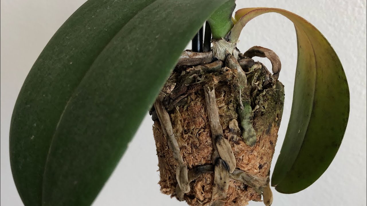Optimal Watering Frequency For Orchids: Tips And Tricks For Healthy Growth