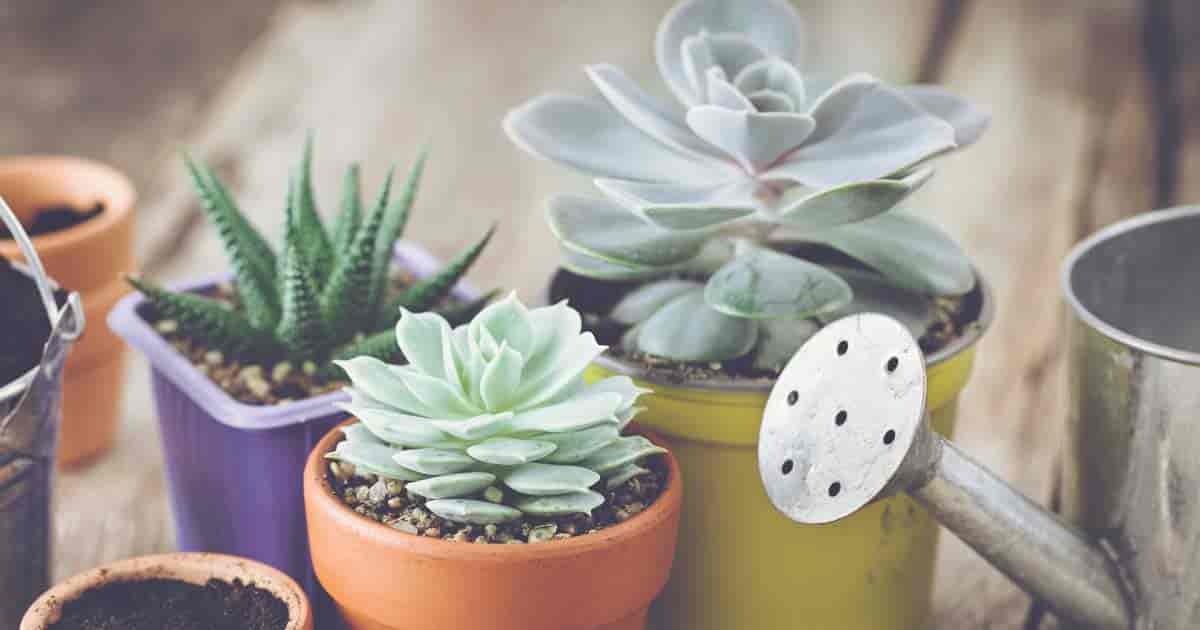 Discover The Best Watering Schedule For Succulents: A Guide To How Often You Should Water Your Plants