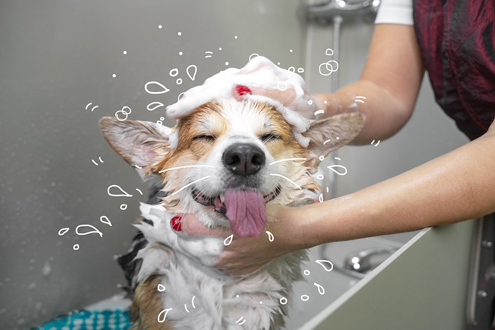 3 Keeping Your Pup Fresh And Clean: The Importance Of Knowing How Often To Bathe A Dog