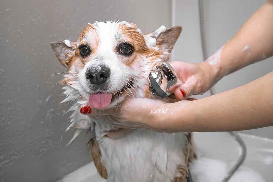 Doggy Hygiene 101: The Ideal Frequency For Bathing Your Furry Friend