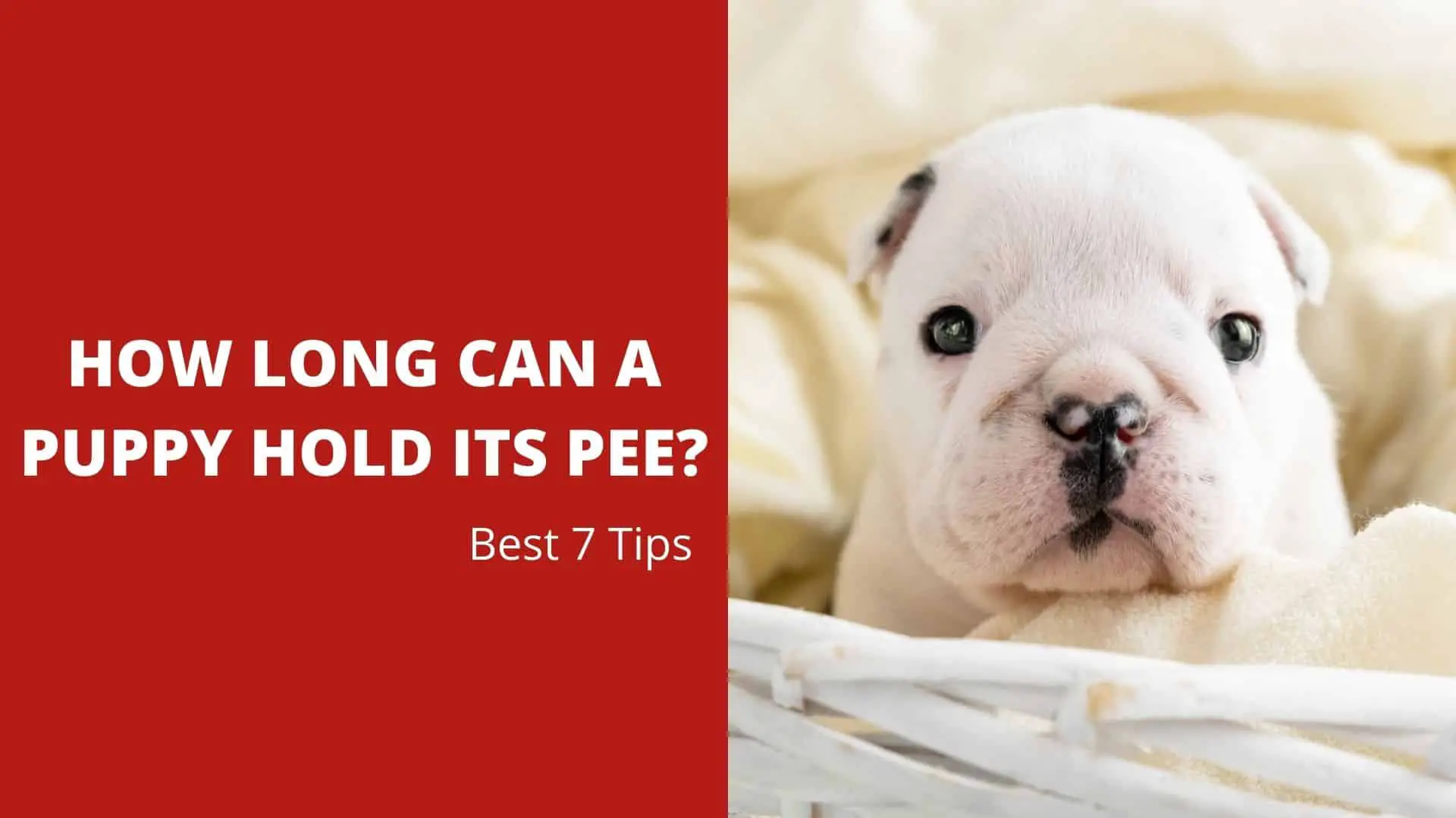 Mastering Potty Training: How Often Should A Puppy Pee?