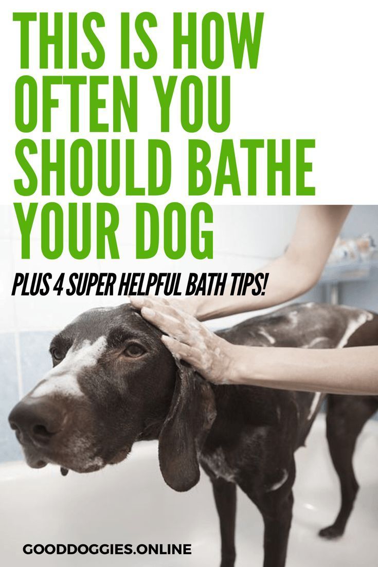 The Ideal Bathing Schedule For Dogs: How Often Is Too Often?
