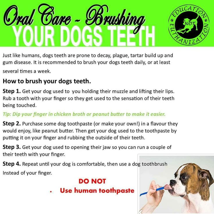 Maintaining Your Dog's Oral Health: How Frequently Should You Brush Their Teeth?