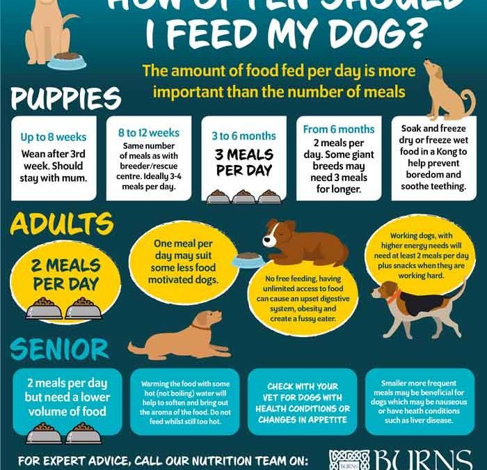 The Dos And Don'ts Of Dog Feeding: How Often Should I Feed My Beloved Pet?
