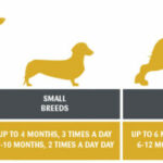 Maximizing Your Puppy's Health: How Often Should You Feed Them?