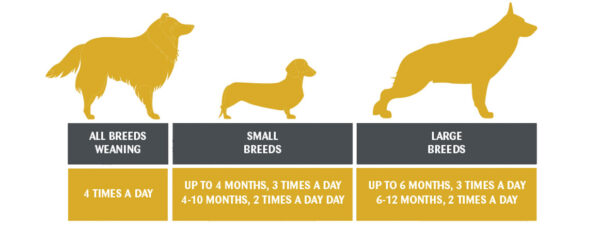 Maximizing Your Puppy's Health: How Often Should You Feed Them?