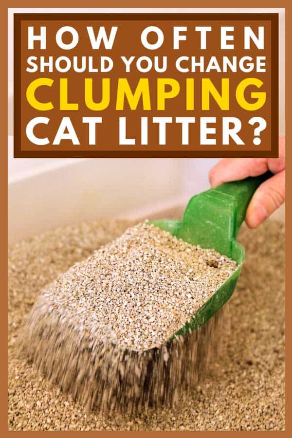 Keeping Your Cat Happy And Healthy: How Often Is Recommended To Change Litter?