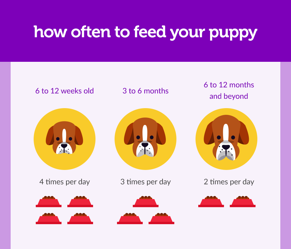 Feeding Fido: How Often Should You Feed Your Puppy?