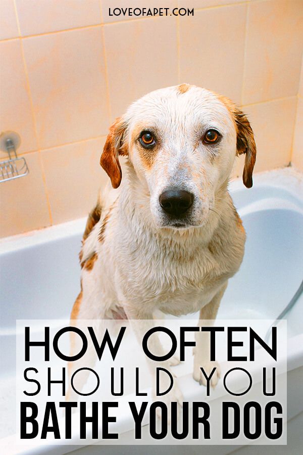 how often should you give your dog a bath