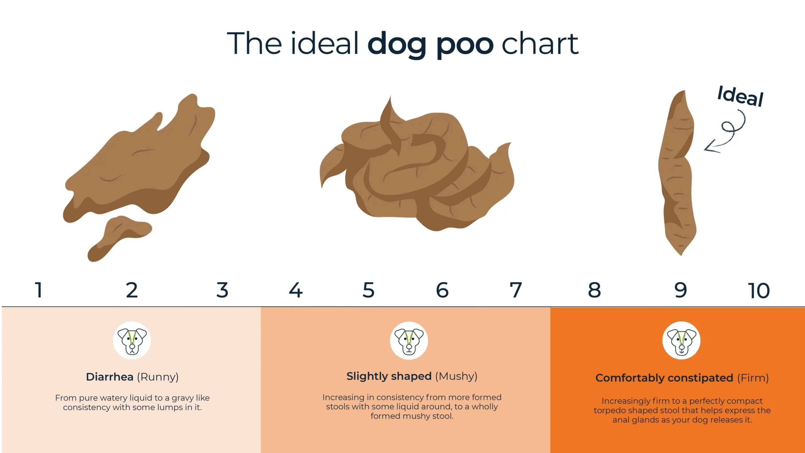 How Often Should You Poop? Tips For A Healthy Digestive System
