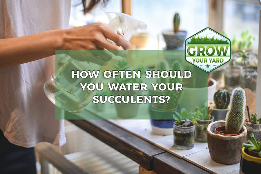 Finding The Perfect Balance: Watering Frequency For Succulents