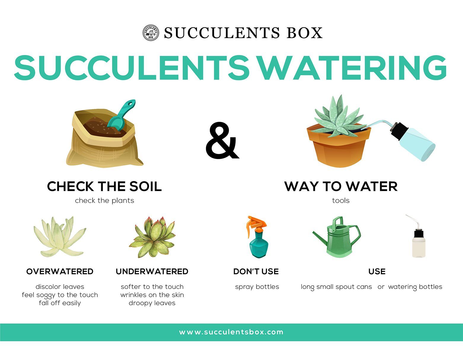3 Maximizing Succulent Growth: How Often Should You Water?