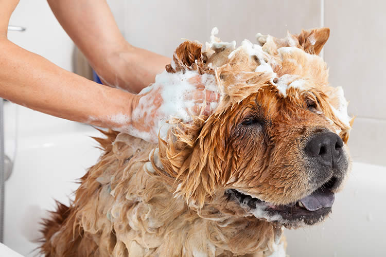 Dog Bathing 101: The Importance Of Knowing How Often To Bathe Your Pet