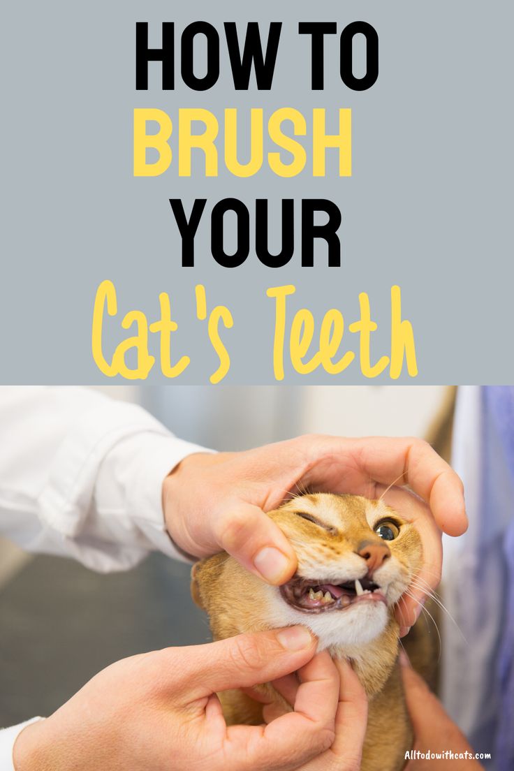Maintaining Your Feline's Oral Health: The Importance Of Regularly Brushing Their Teeth