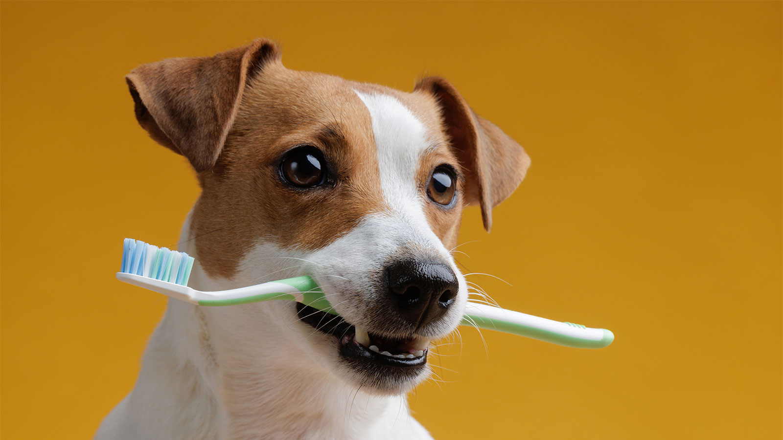 Mastering Dog Teeth Brushing: The Right Frequency For A Healthy Mouth