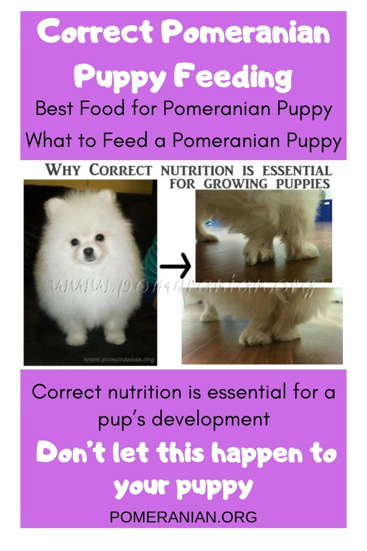 Puppy Nutrition 101: How Often Should You Feed Your New Best Friend?