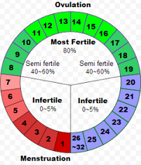 Optimizing Your Fertility: How Often To Have Sex When Ovulating