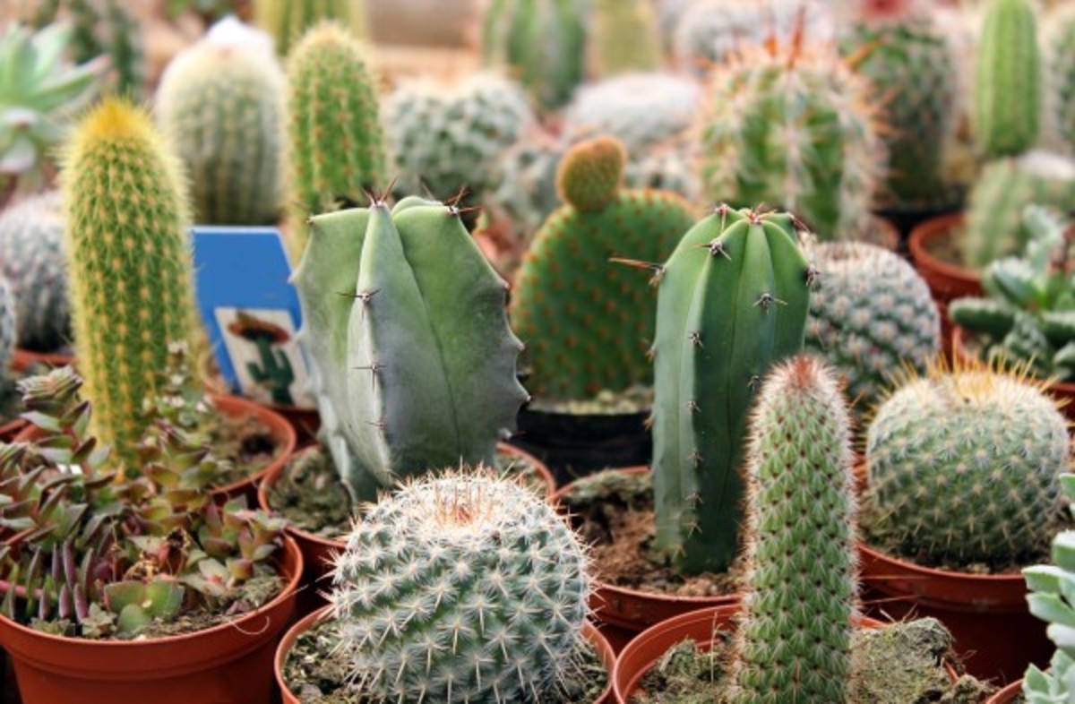 Expert Tips: How Often To Water A Cactus For Optimal Growth