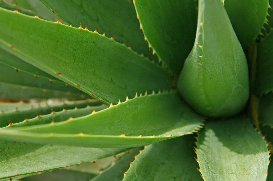 Watering Dos And Don'ts For Aloe Vera Plants: Achieving The Perfect Routine