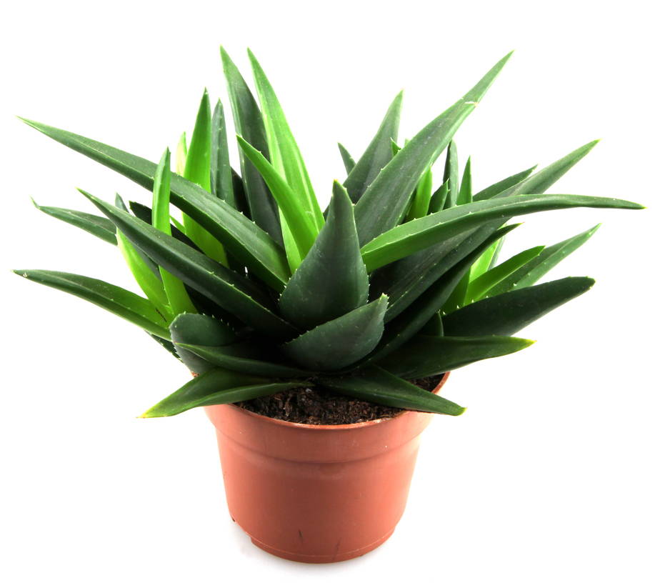 Expert Tips: How Often Should You Water Your Aloe Vera Plant For Healthy Growth?