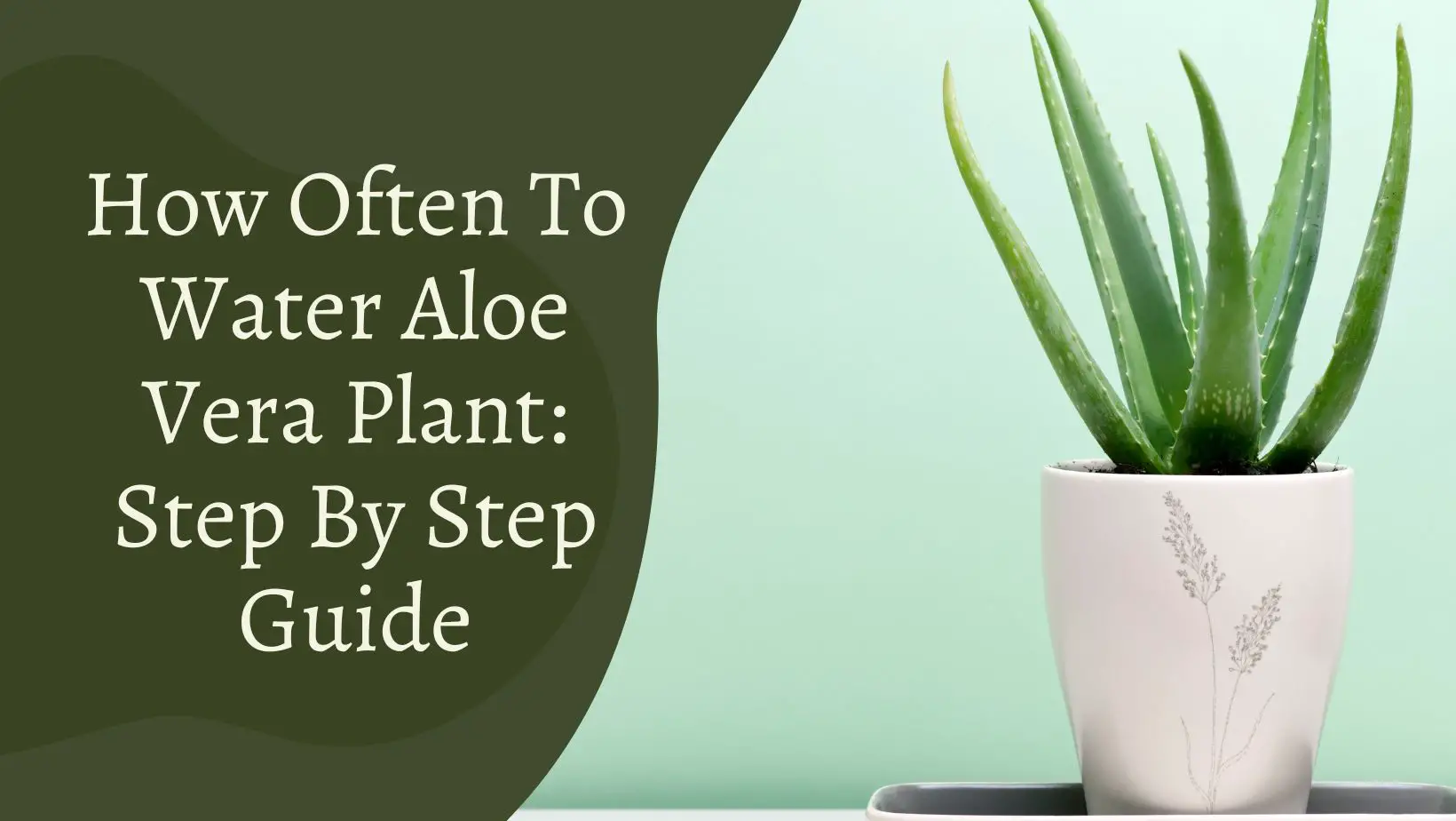 Maximizing Aloe Vera's Potential: How Often Should You Water It?