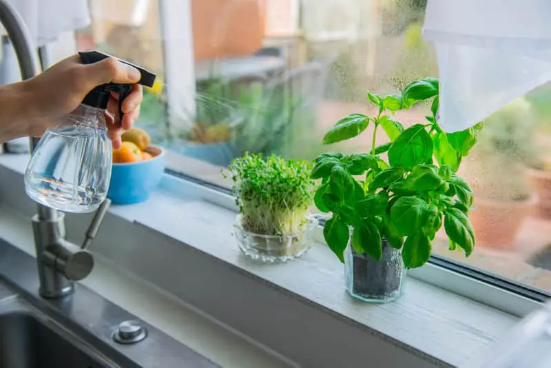 Basil 101: The Essential Watering Schedule For Thriving Plants