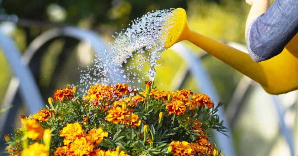 Maximizing The Beauty Of Your Marigolds: A Guide To Optimal Watering Frequency