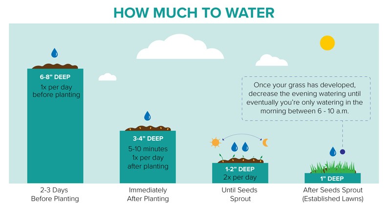 New Sod 101: A Complete Guide To Proper Watering Frequency