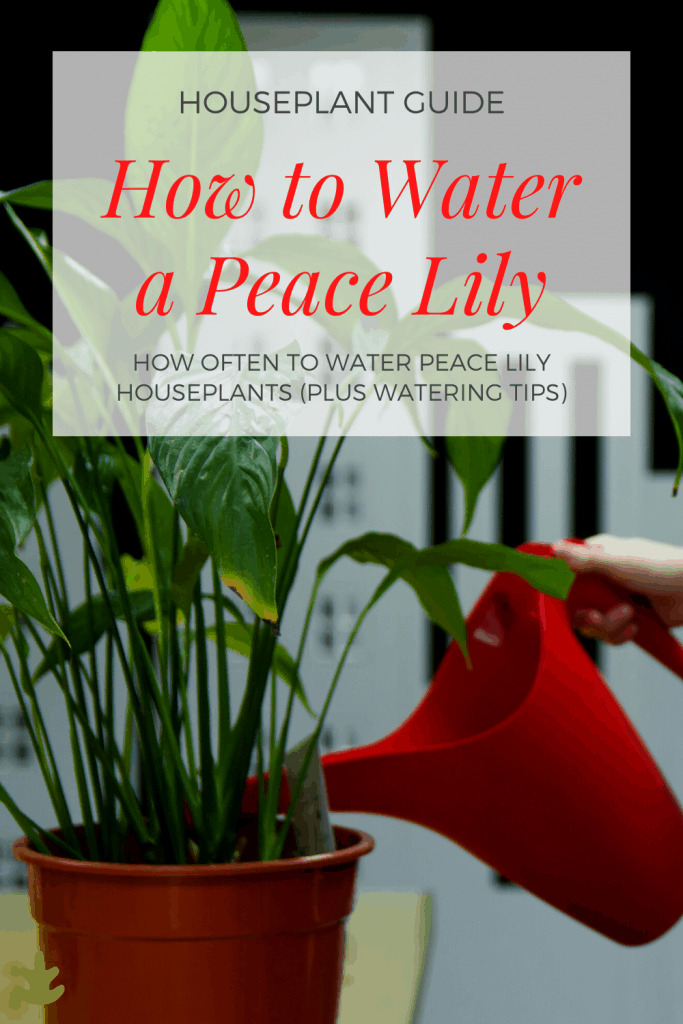 Maintaining A Healthy Peace Lily: The Importance Of Proper Watering Frequency