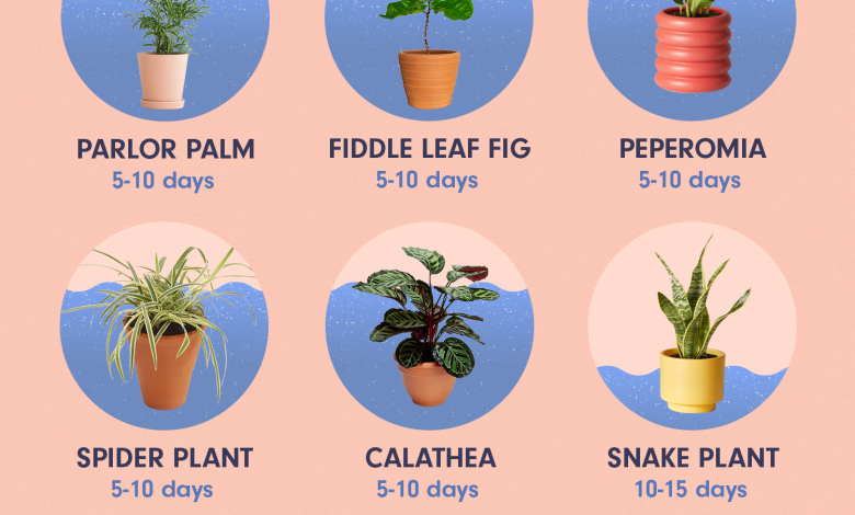 The Ultimate Guide To Watering Plants: Frequency And Techniques For Optimal Growth