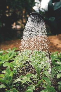 Cracking The Code: The Best Frequency For Watering Seedlings