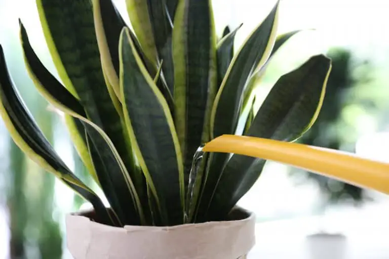 Mastering The Art Of Watering Snake Plants: A Complete Frequency Guide