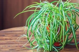 Expert Tips: How Often Should You Water Your Spider Plant For Lush Foliage?
