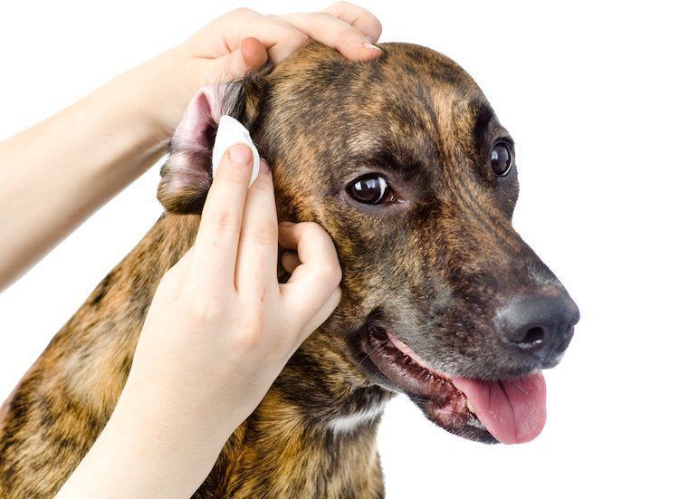 A Paw-fect Routine: How Often To Wash Your Dog For A Shiny Coat And Healthy Skin