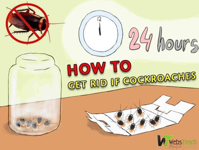 Eliminate Flying Cockroaches: Effective Strategies On How To Get Rid Of Them